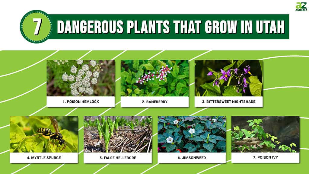 dangerous plants in Utah