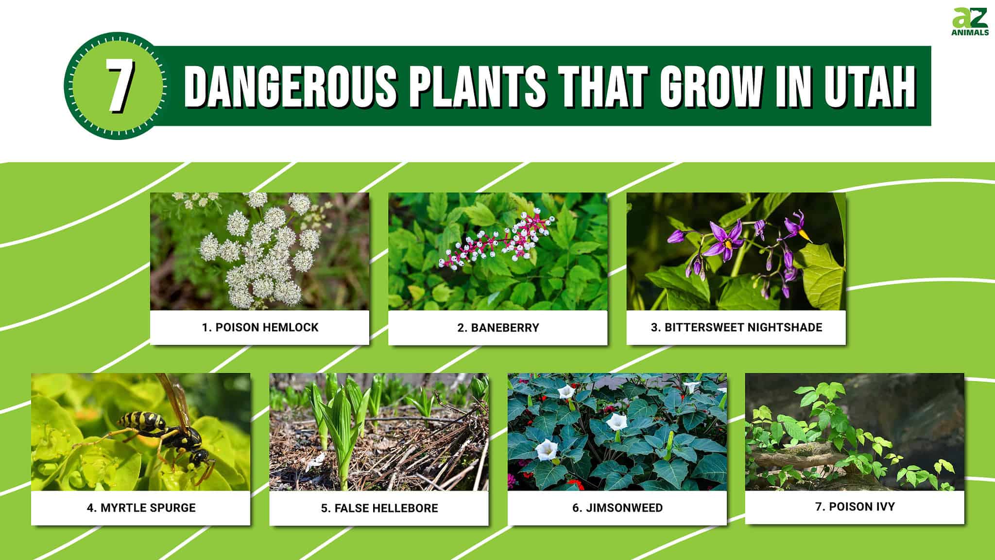 Curated visual reference: Beware Of These 7 Dangerous Plants That Grow In Utah Photo Inspiration