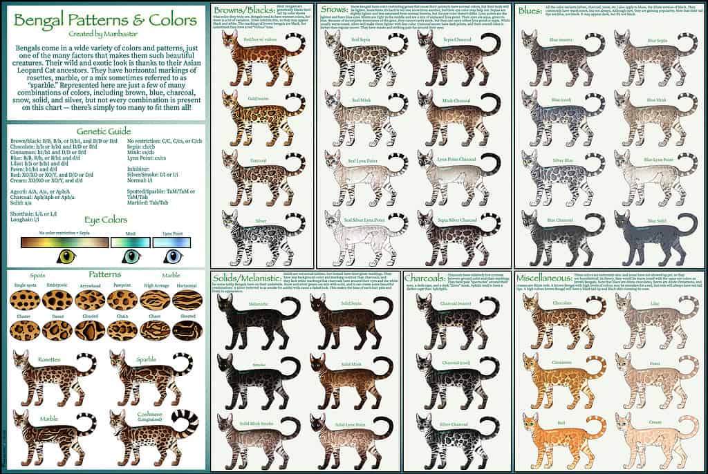 Bengal cats come in many colors and patterns. This chart illustrates most of the possibilities, though not all of them.