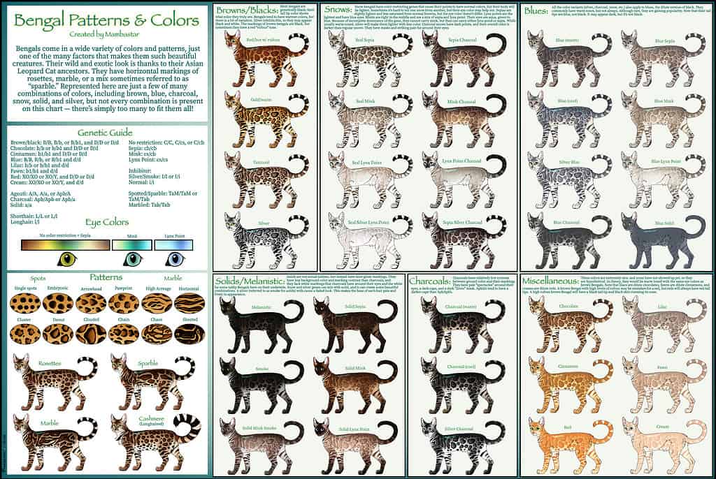 Bengal Cat Color Chart At Patricia Mahmood Blog Bengal Cat Color Chart At Patricia Mahmood Blog