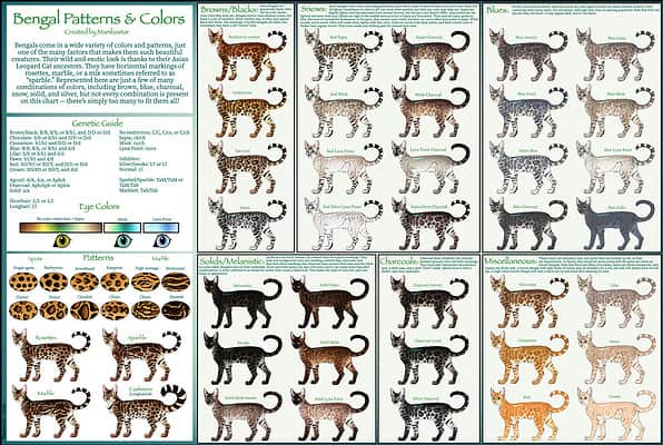 Meet the Bengal Cat — The Leopard Cat Everyone Is Talking About - A-Z ...