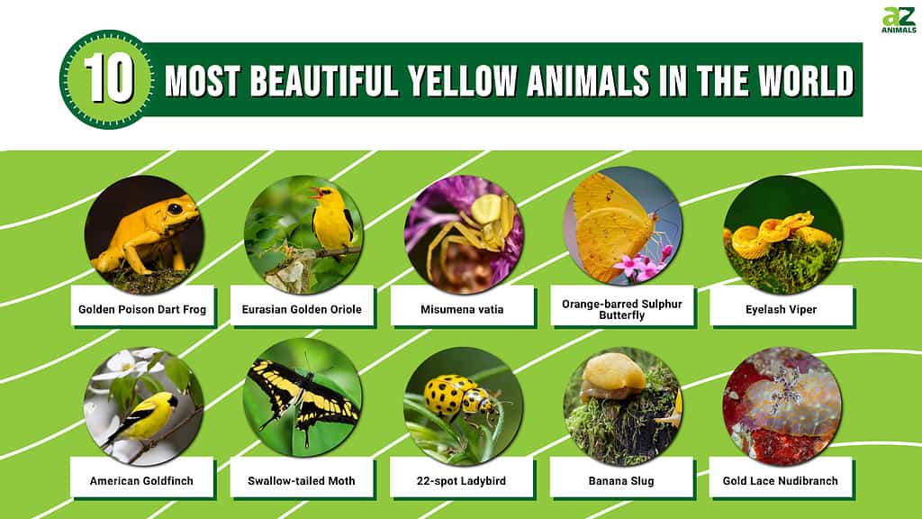 Picture graph of the 10 Most Beautiful Yellow Animals in the World.