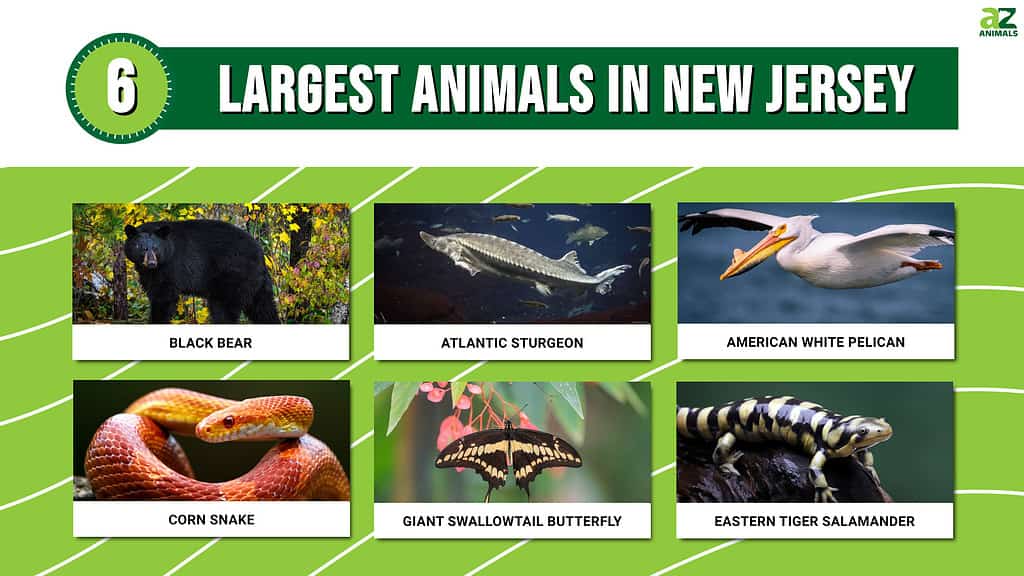 Picture graph of 6 Largest Animals in New Jersey.