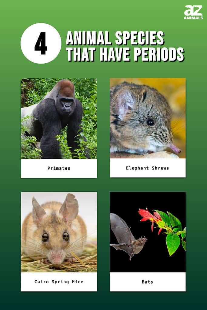 Picture graph of 4 Animal Species That Have Periods