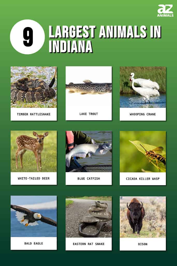Picture graph of the 9 Largest Animals in Indiana