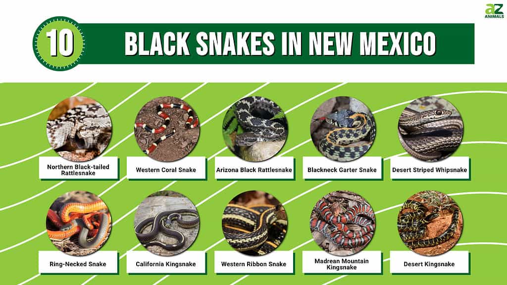 Picture graph of 10 Black Snakes in New Mexico