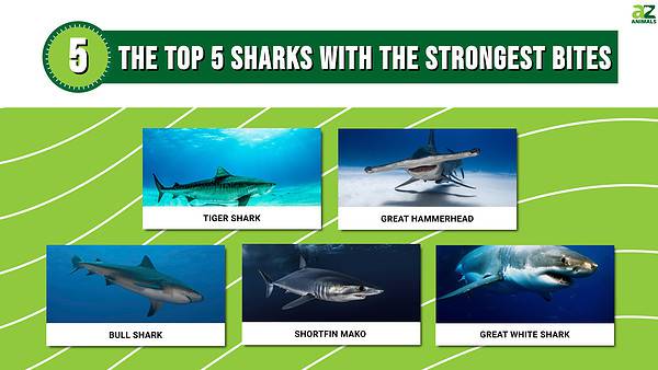 Discover the Top 5 Sharks with the Strongest Bites - A-Z Animals