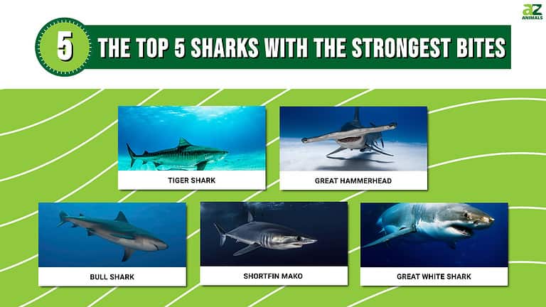 Discover the Top 5 Sharks with the Strongest Bites - A-Z Animals