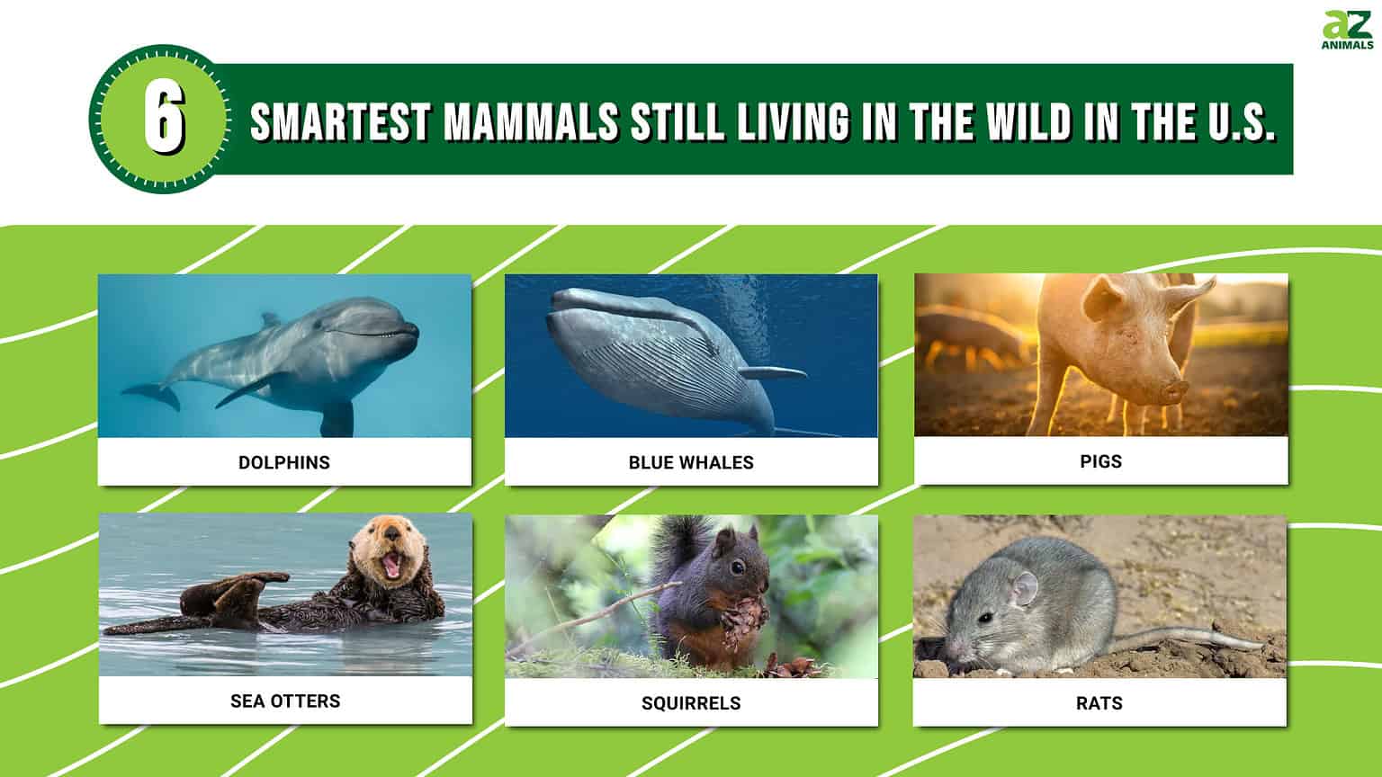 Discover the 6 Smartest Mammals Still Living in the Wild in the U.S ...