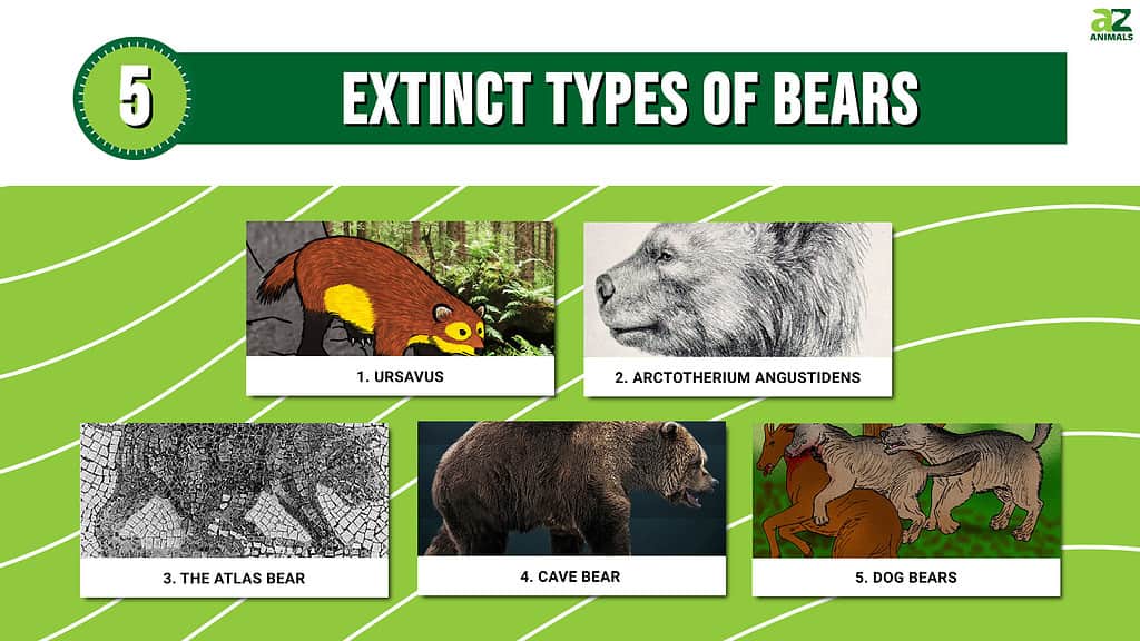 types of bears