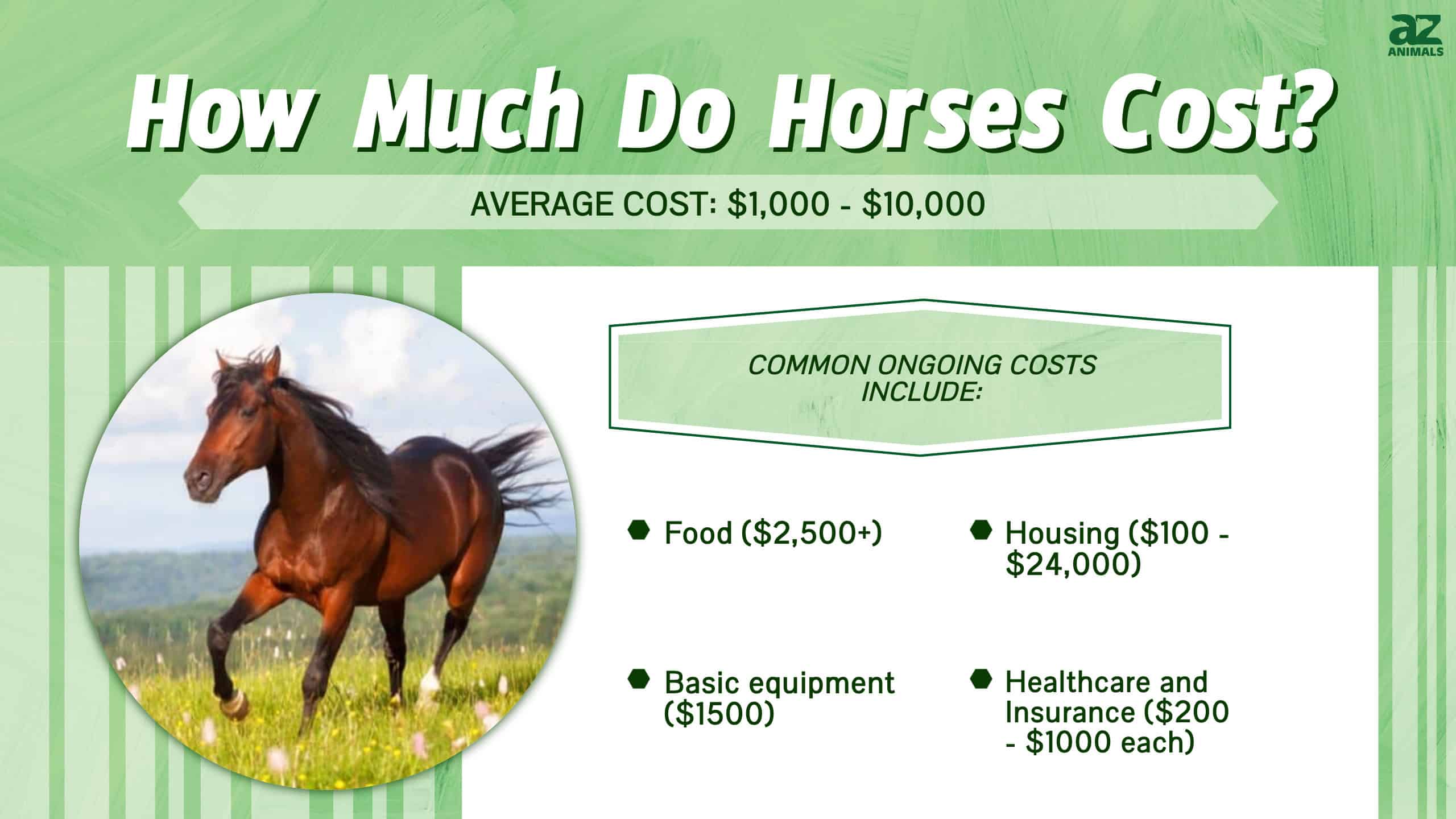 How Much Do Horses Cost?  infographic