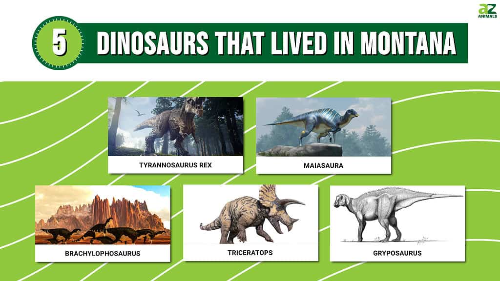 Picture graph of 5 Dinosaurs That Lived in Montana.
