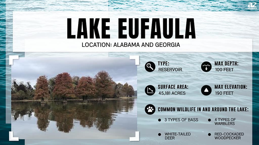 Infographic for Lake Eufaua in Alabama and Georgia. AKA Walter F. George Lake.