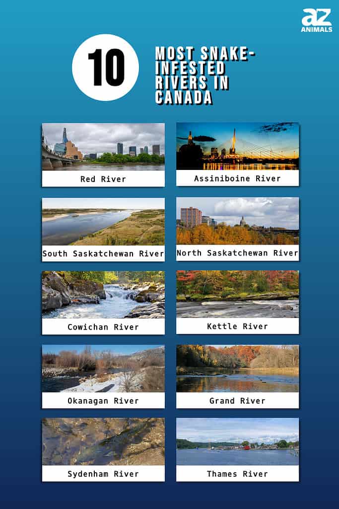 Most Snake-Infested Rivers in Canada infographic