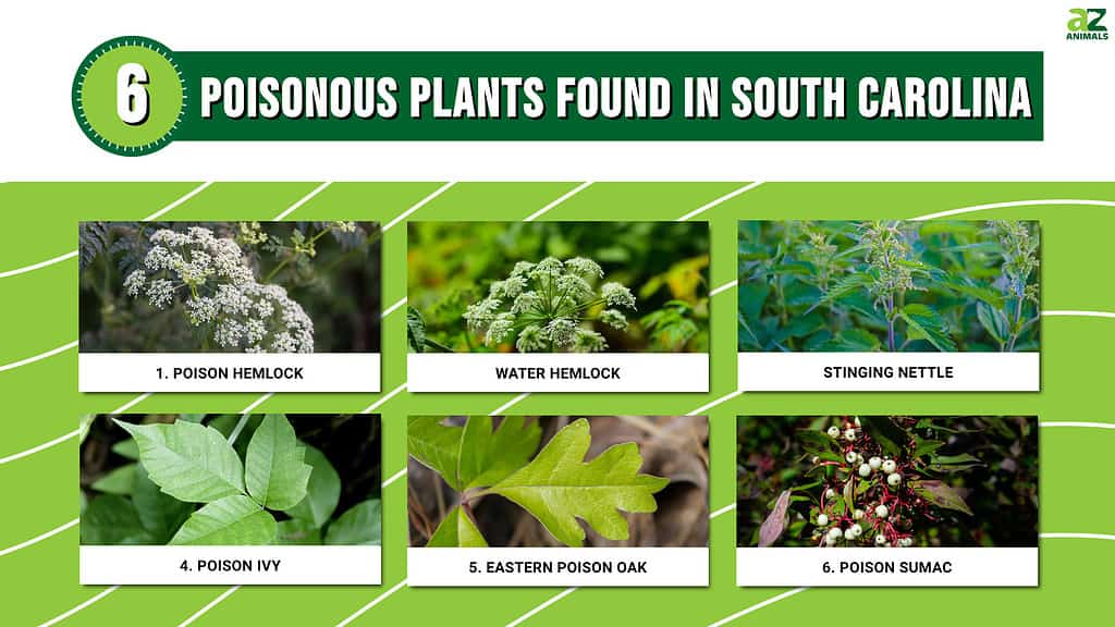 Infographic of 6 Poisonous Plants Found in South Carolina