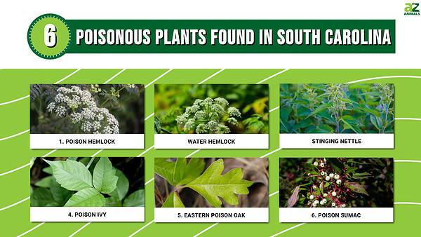 These 6 Poisonous Plants Found In South Carolina Are Very Dangerous - A 