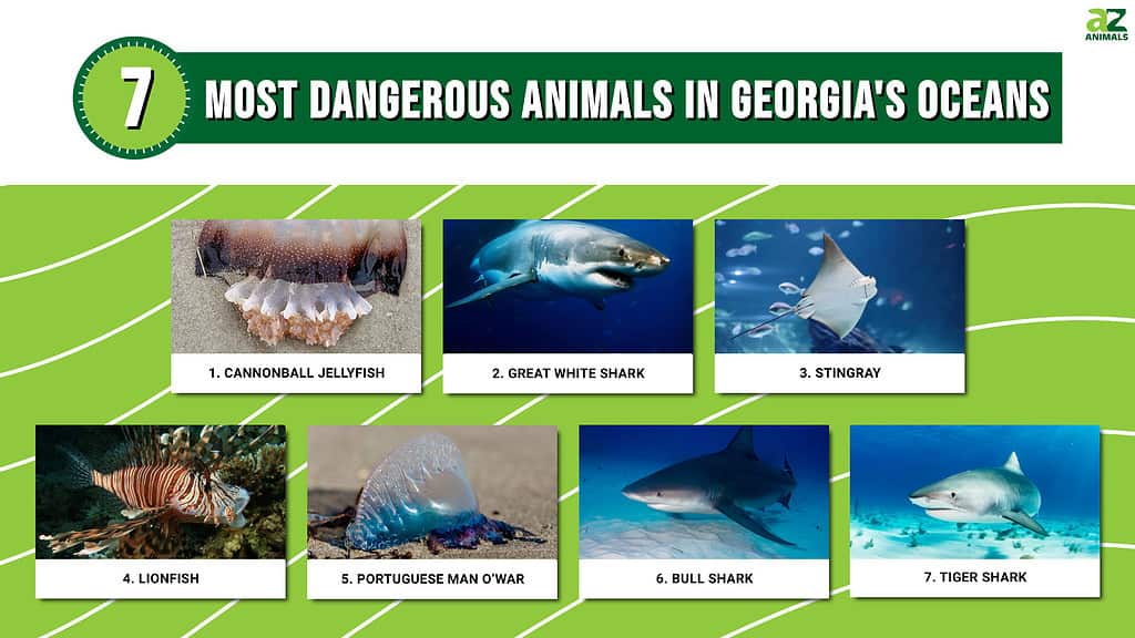 Infographic of 7 Most Dangerous Animals in the Oceans of Georgia