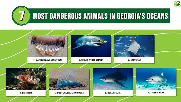 Discover the 7 Most Dangerous Animals Found in Georgia's Oceans - A-Z ...