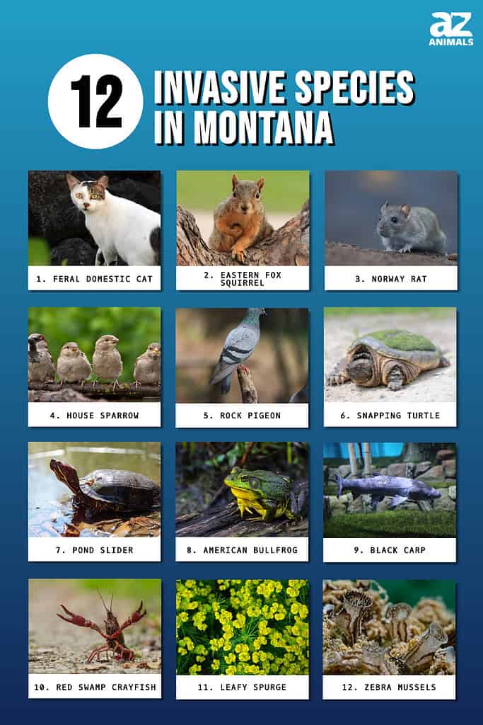 These invasive species are damaging Montana's native habitat