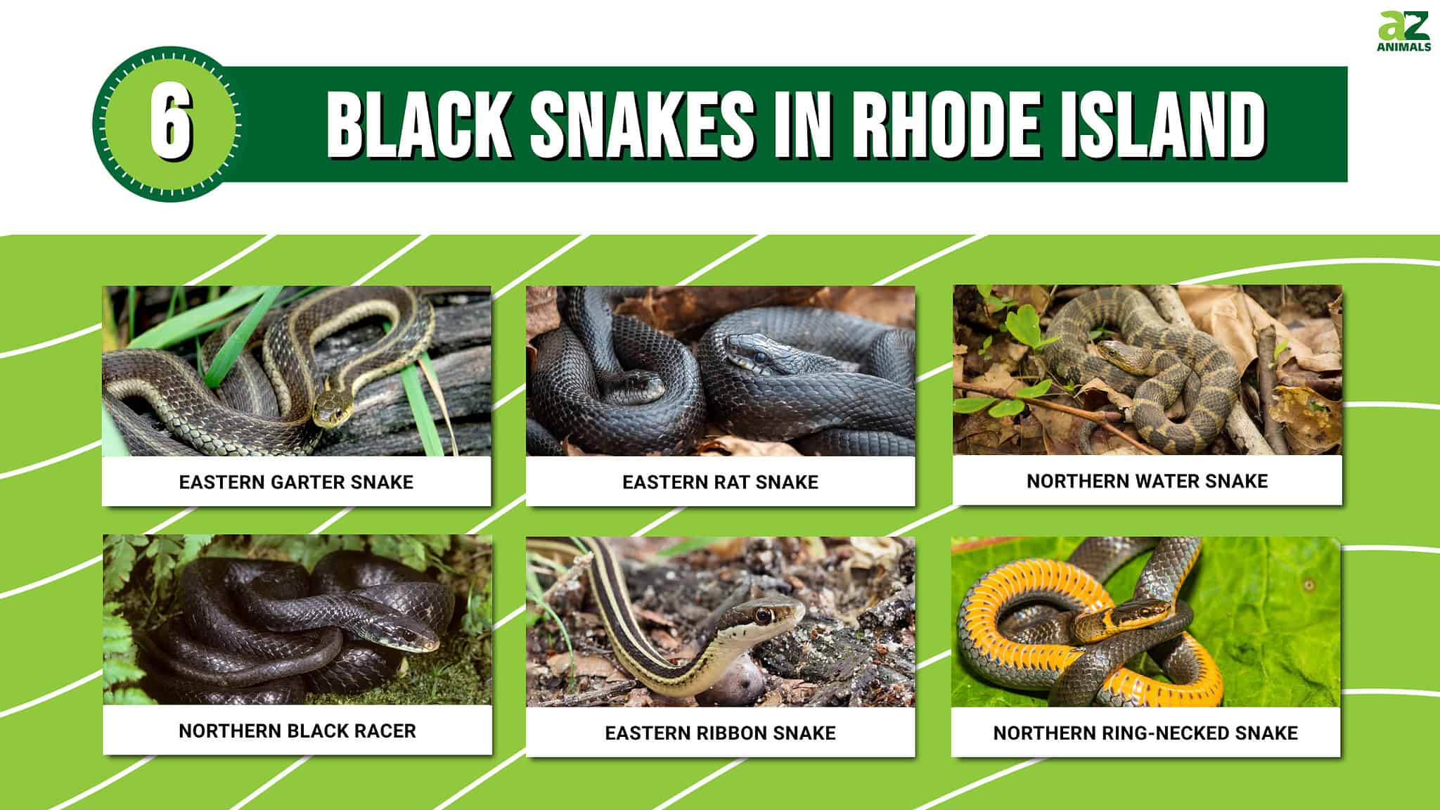 6 Black Snakes In Rhode Island - A-Z Animals