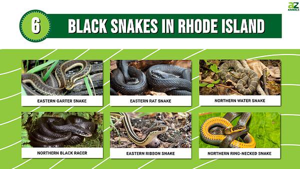 6 Black Snakes In Rhode Island - A-Z Animals