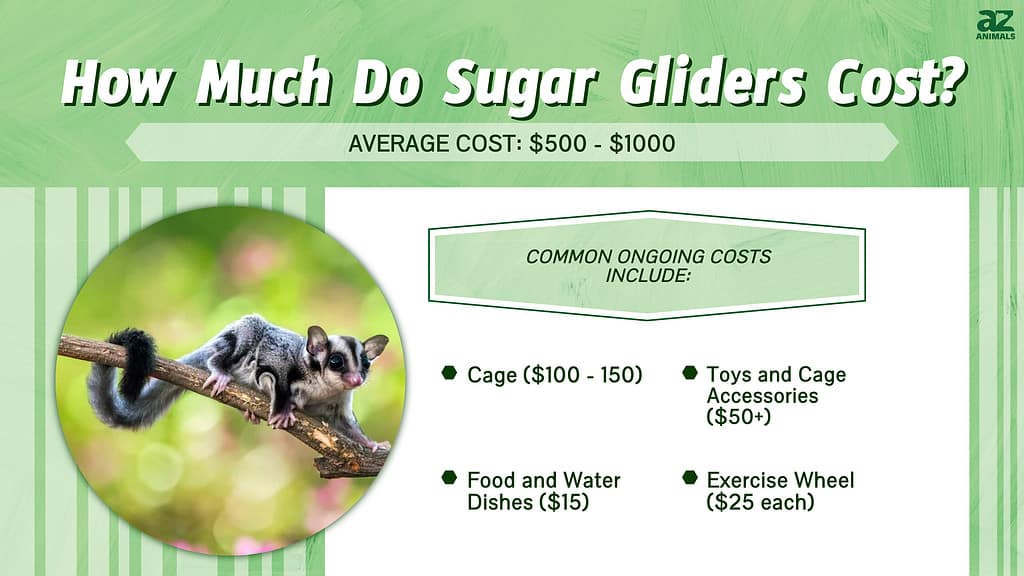 How Much Do Sugar Gliders Cost?  infographic