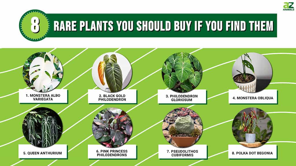 8 Rare Plants You Should Buy if You Find Them