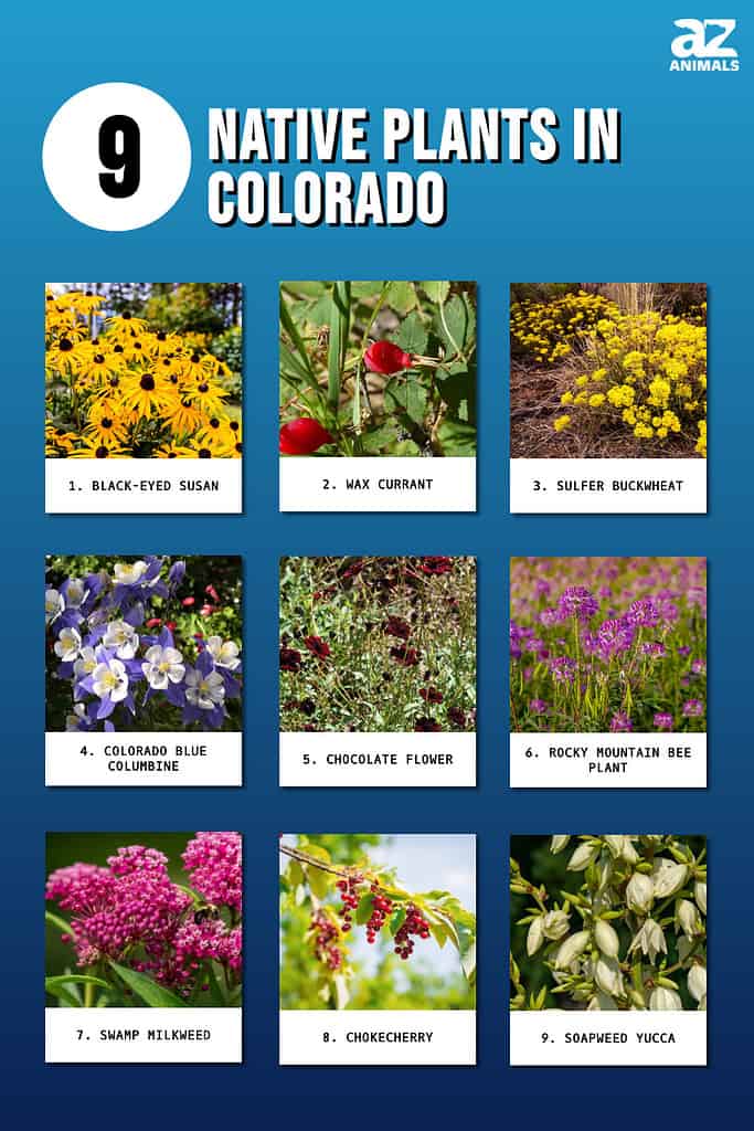 Infographic of 9 Native Plants in Colorado