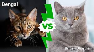 Bengal Cat vs. British Shorthair Cat: Key Differences Between the Breeds Explained Picture