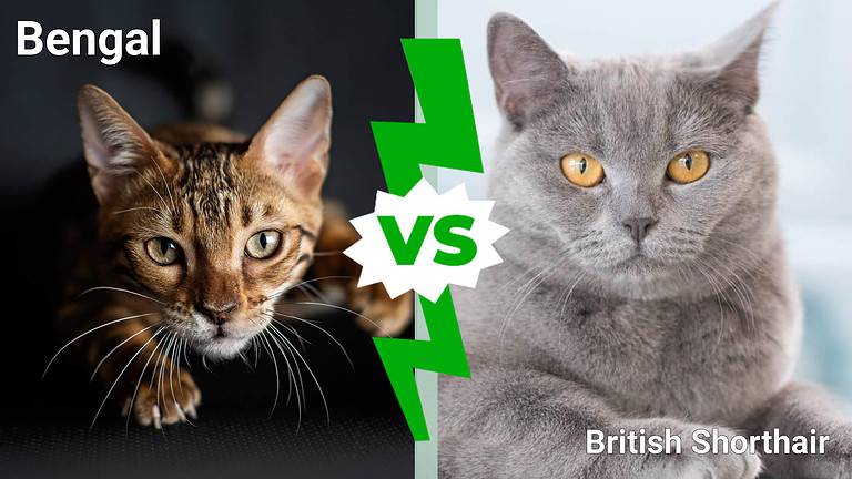 Bengal cat vs. British Shorthair