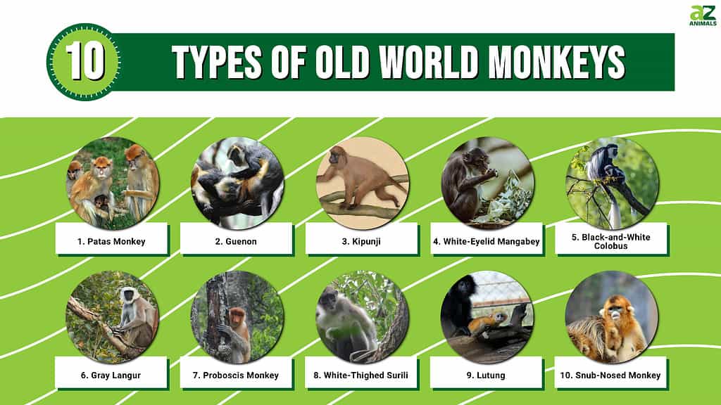 Infographic of 10 Types of Old World Monkeys