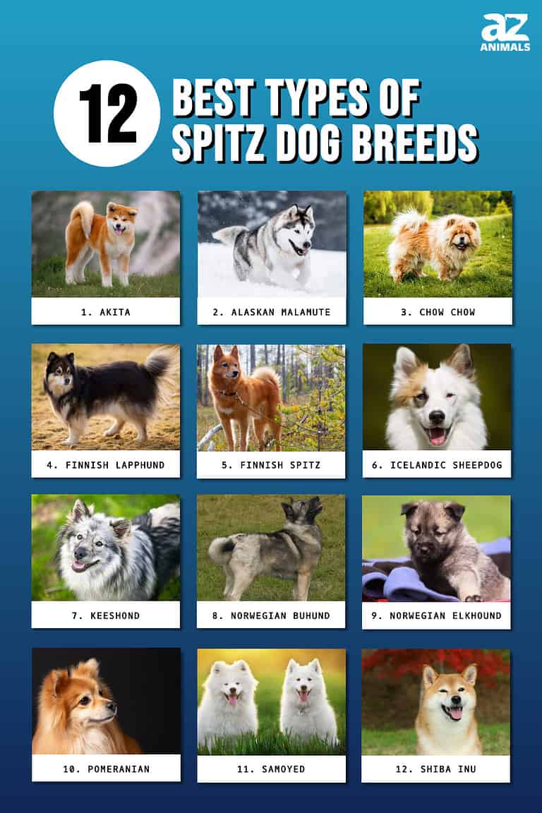 12 Best Types of Spitz Dog Breeds - A-Z Animals