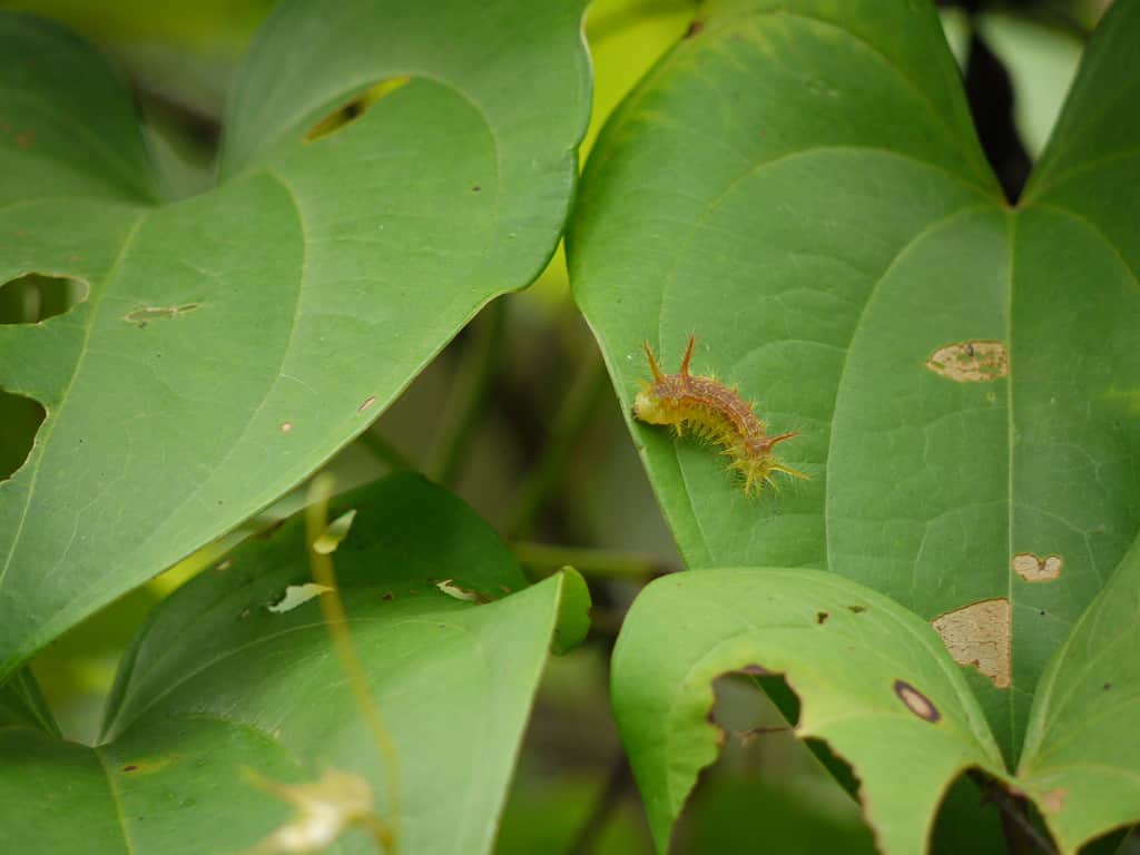 Nettle caterpillar