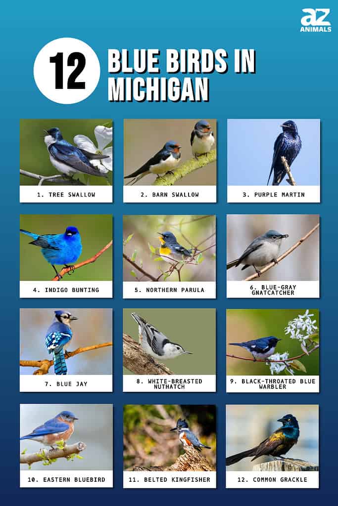 Infographic of 12 Blue Birds in Michigan