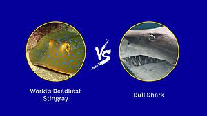 Deep Sea Battles: Can the World’s Deadliest Stingray Take Down a Bull Shark? Picture