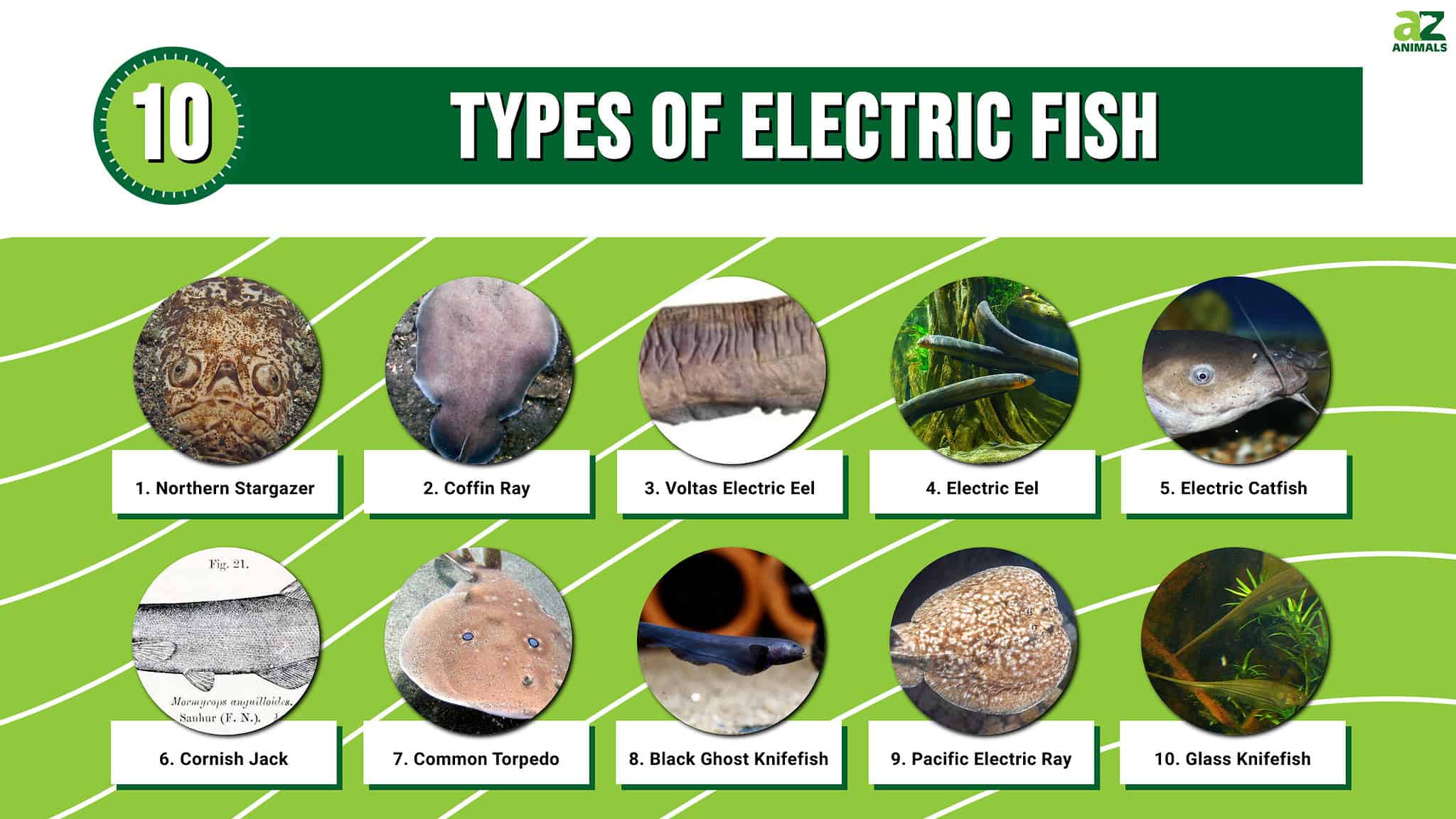 Types of Electric Fish Discover 10 Shocking Fish! AZ Animals