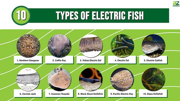 Types Of Electric Fish: Discover 10 Shocking Fish! - A-Z Animals