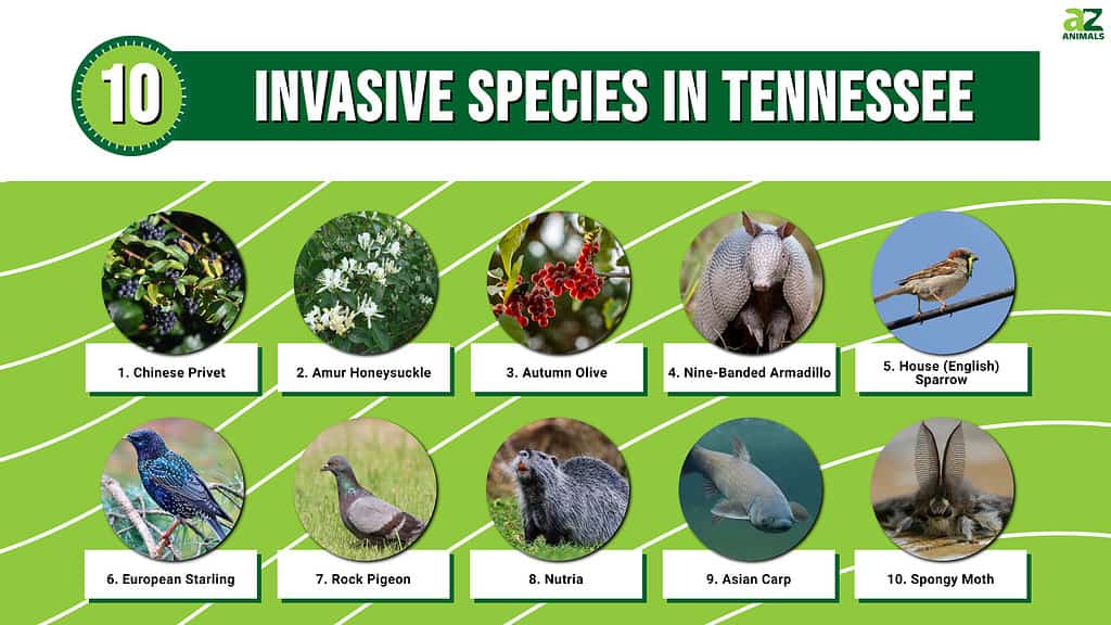 10 Invasive Species in Tennessee