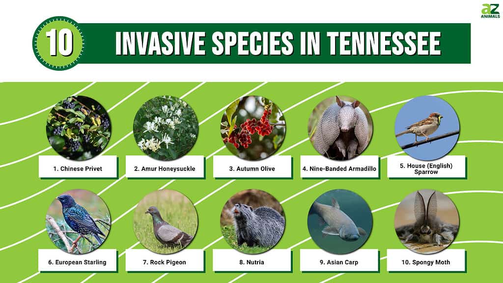 Discover 10 Invasive Species in Tennessee - A-Z Animals