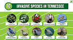 Discover 10 Invasive Species in Tennessee - A-Z Animals