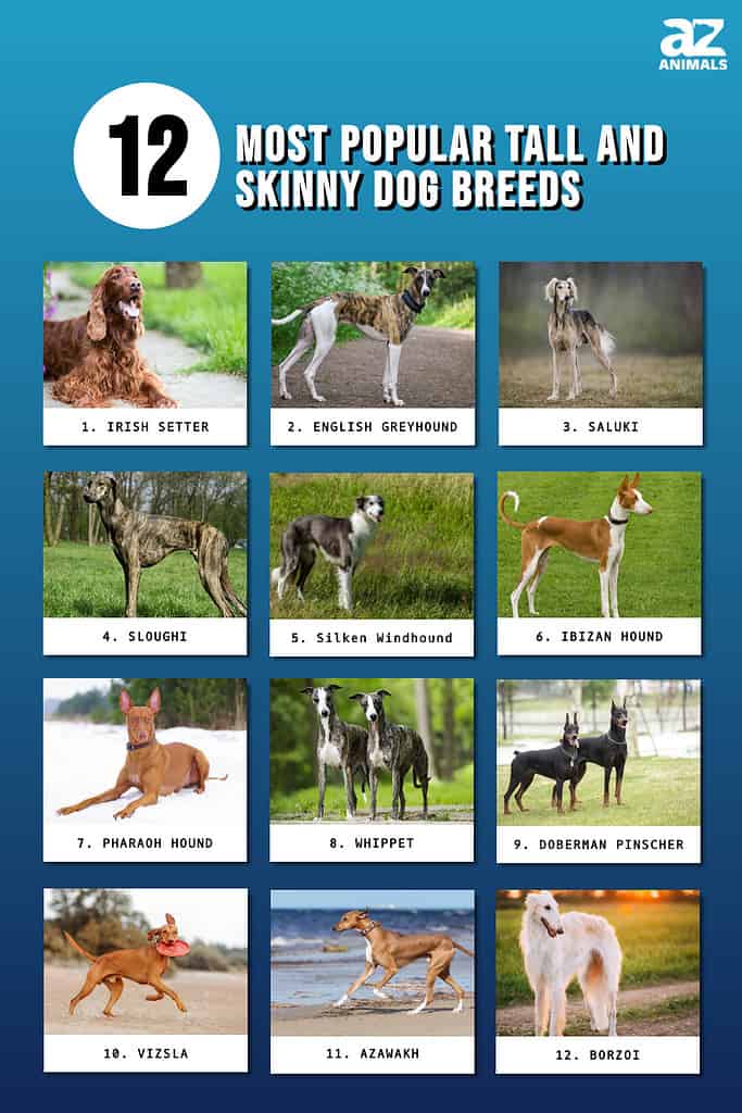 12 Dog Breeds That Only Have White Coats