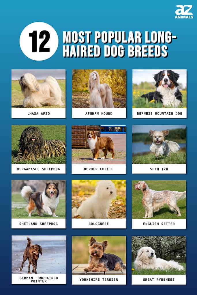 extra large dog breeds long hair