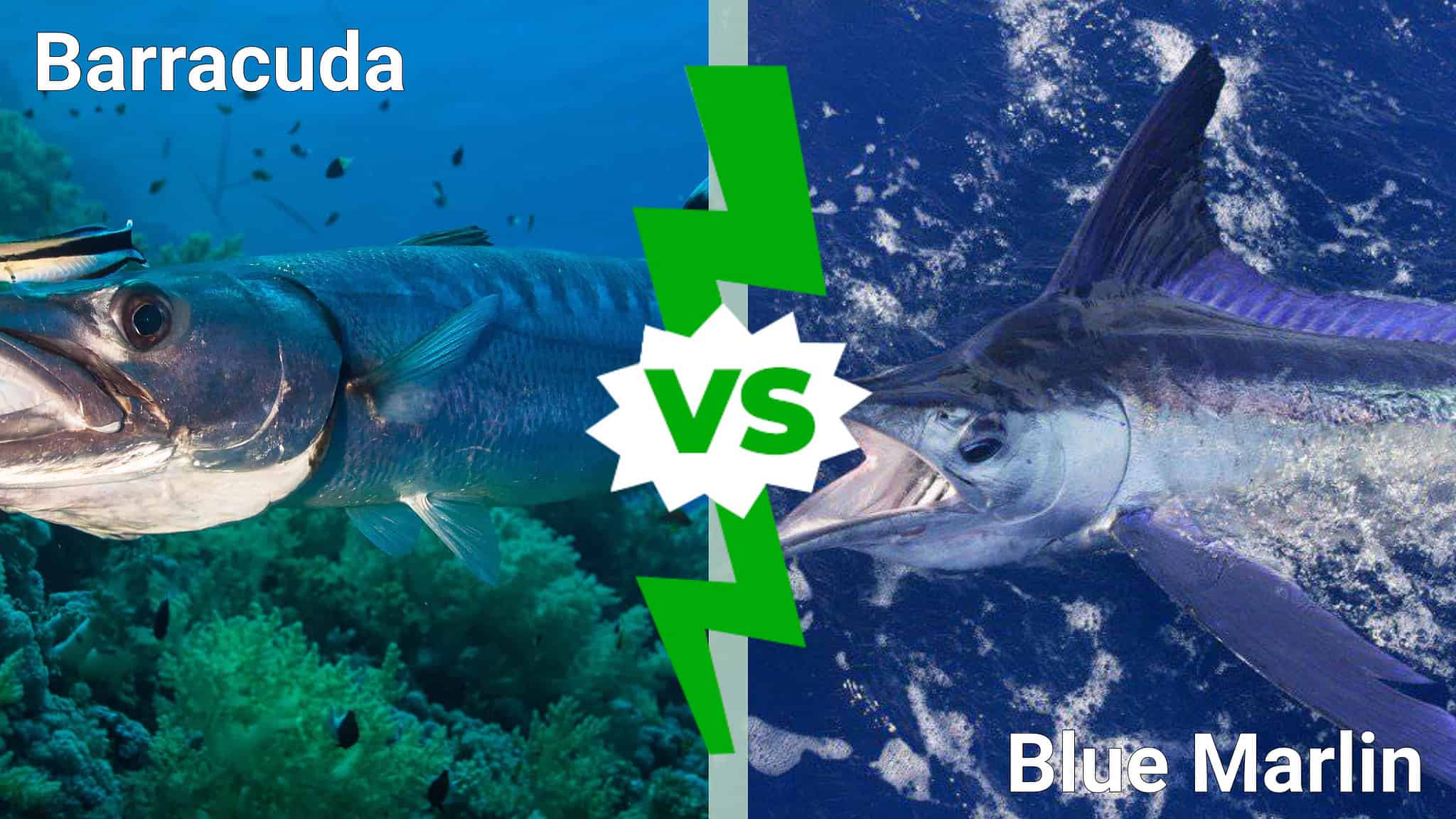 Baruda Fish Epic Deep Sea Battles: Barracuda Vs Blue Marlin