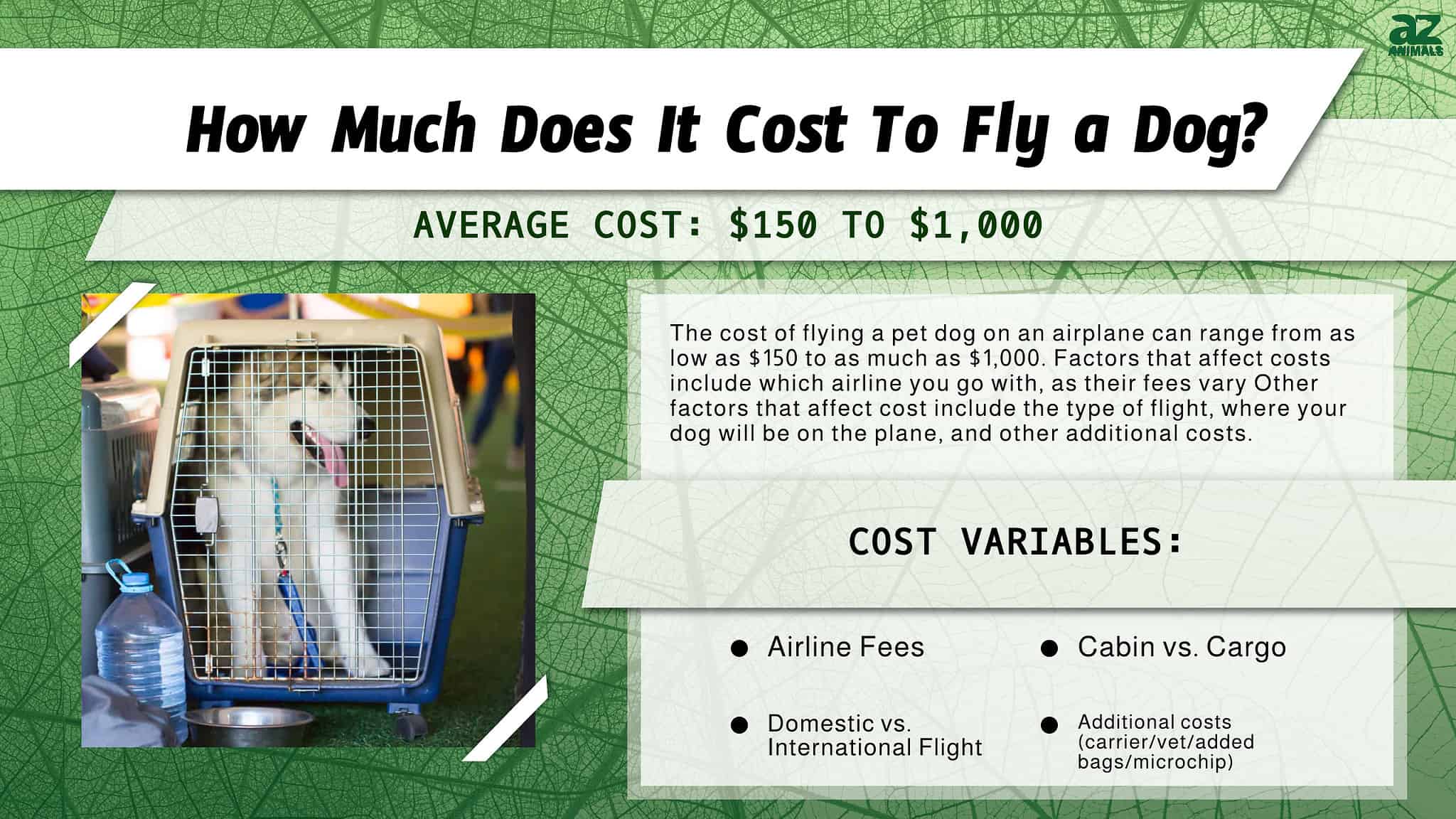 how-much-does-it-cost-to-fly-a-dog-and-how-safe-is-it-a-z-animals