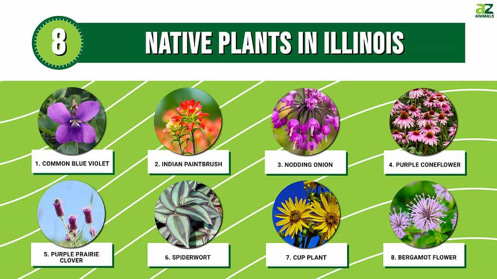 Infographic of 8 Native Plants in Illinois