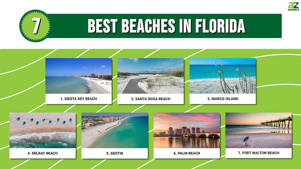 These seven beaches in Florida offer sugar-white sand and emerald seas.
