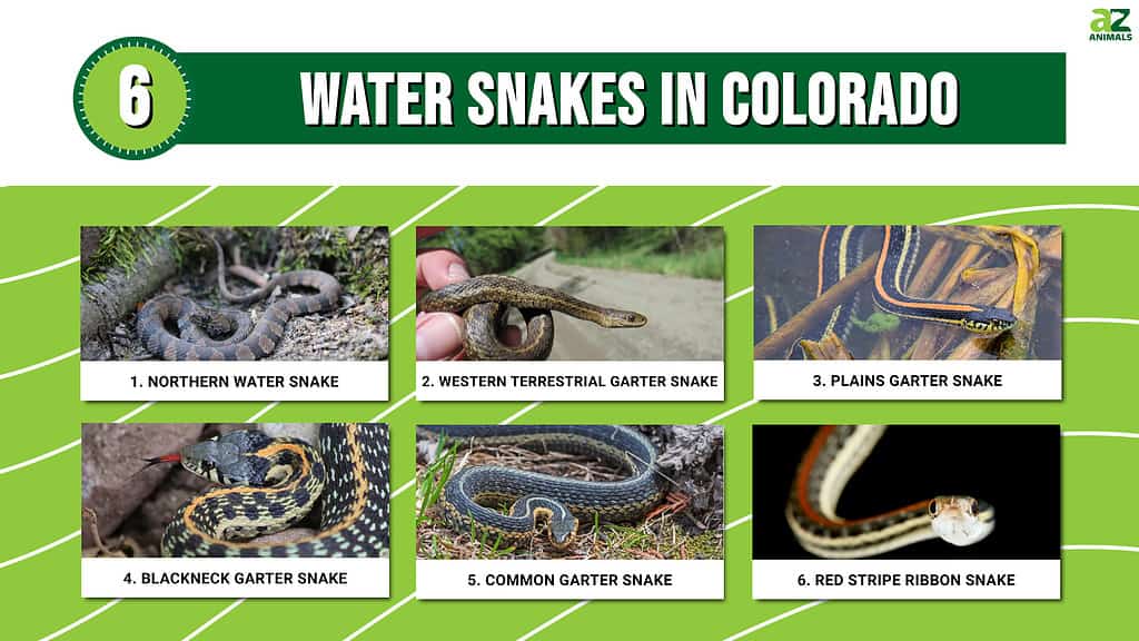 Infographic of 6 Water Snakes in Colorado