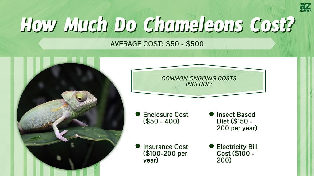 How Much Do Chameleons Cost?  infographic