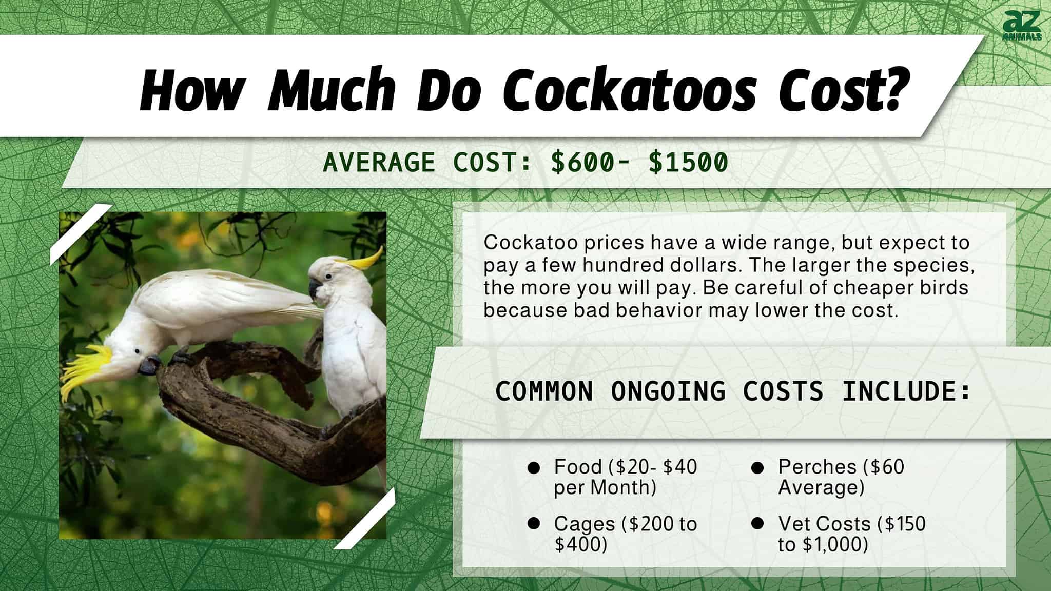 Cockatoo Prices in 2024 Purchase Cost, Supplies, Food, and More! AZ