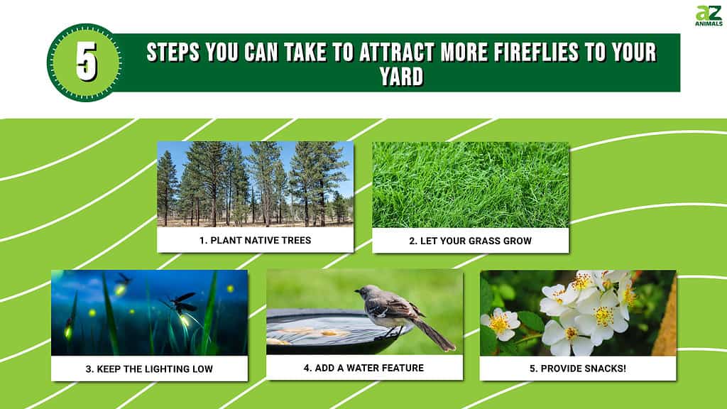 Take these steps to attract fireflies to your yard for a magical summer